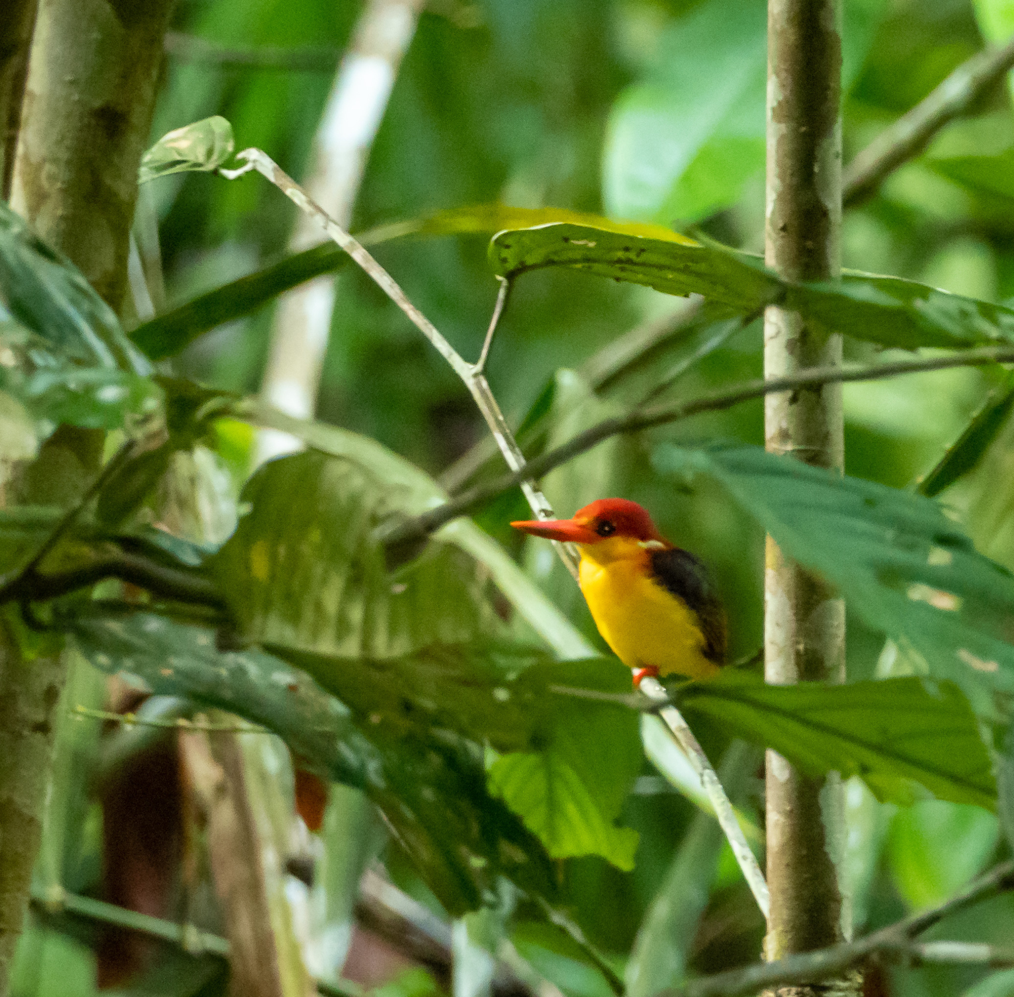 Oriental Dwarf Kingfisher
